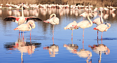 Pink flamingos in the Camargue